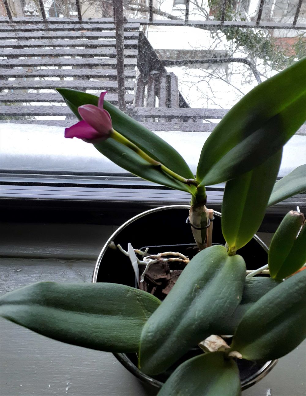 december orchid
